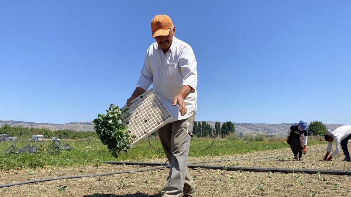 Kuraklık ve maliyet çiftçinin belini büküyor! Tarlada 10 lira, pazarda ve markette ise 30-40 lira