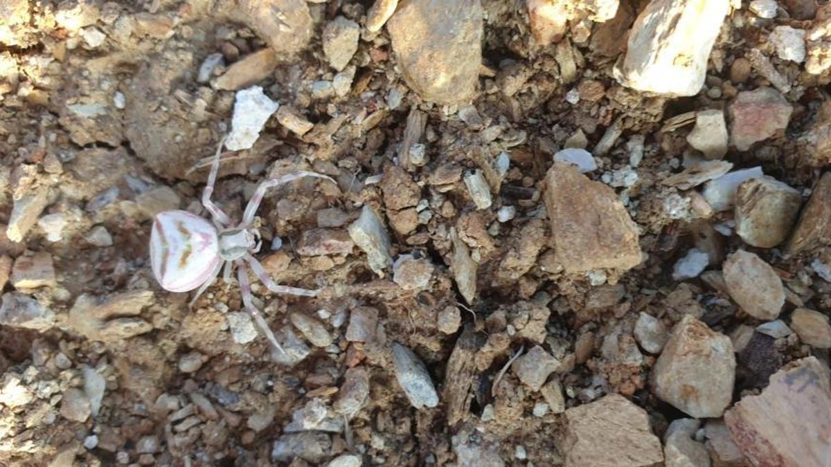 Yalova'da 'insan yüzlü örümcek' ortaya çıktı! Görenler hayrete düştü