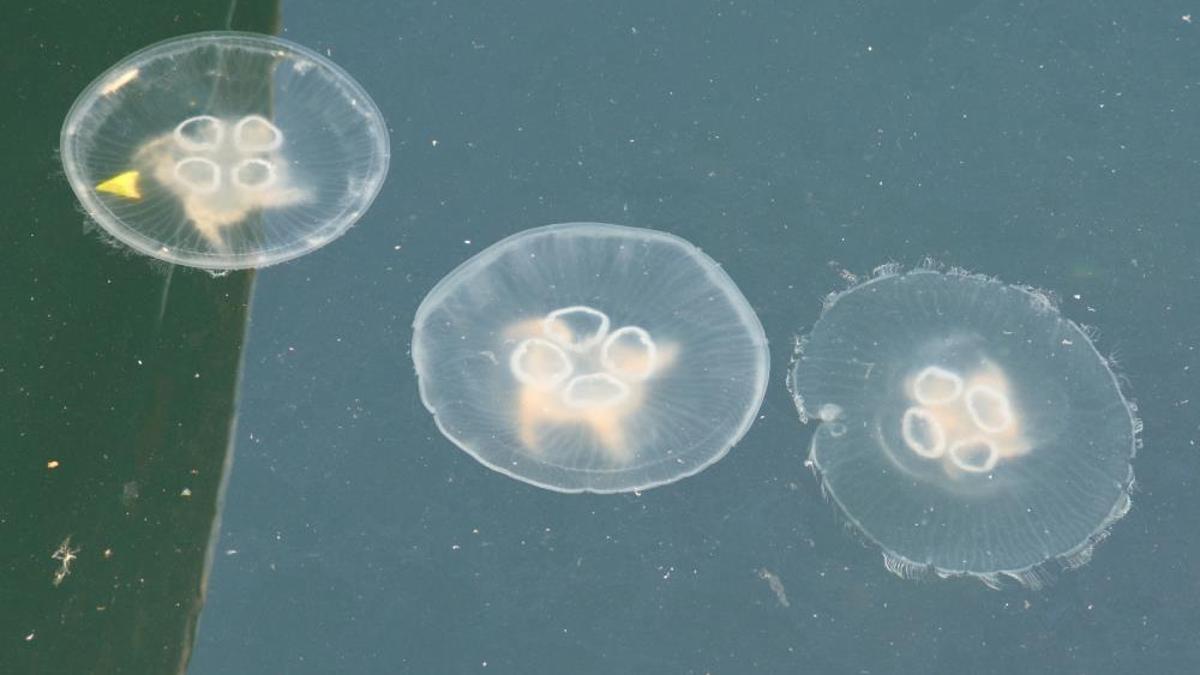 Müsilaj bitti bu kez denizanası kabusu başladı