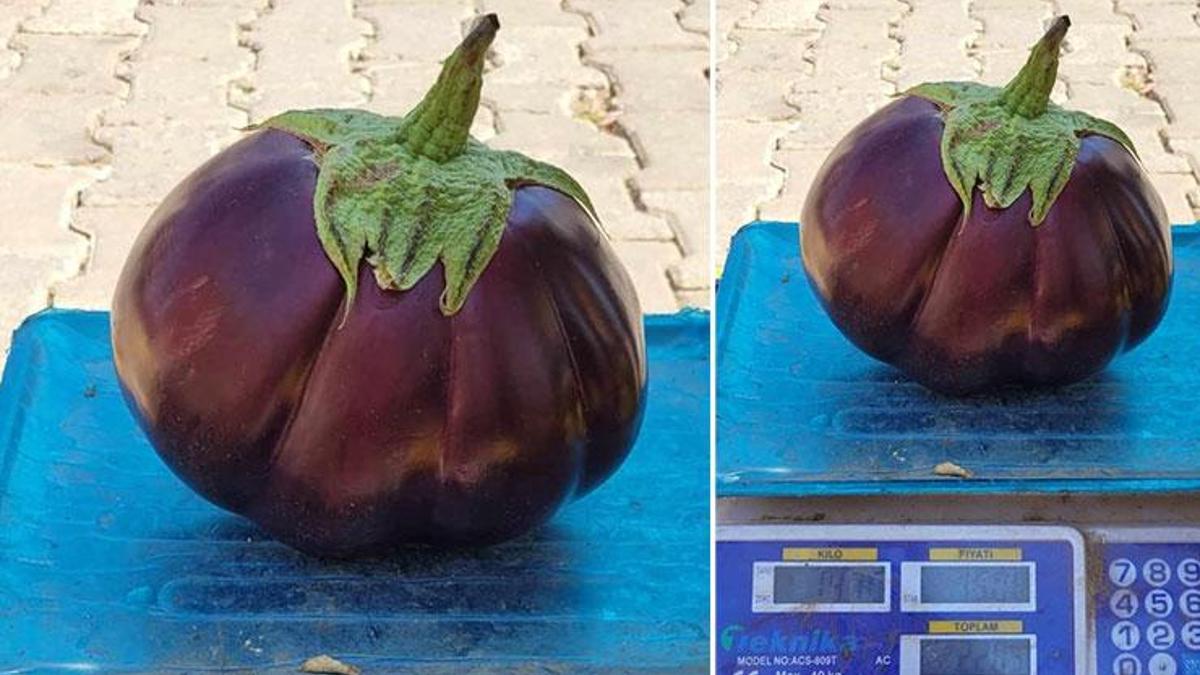 Erzincanlı çiftçi görünce gözlerine inanamadı! Yetiştirdiği sebze karpuz büyüklüğünde