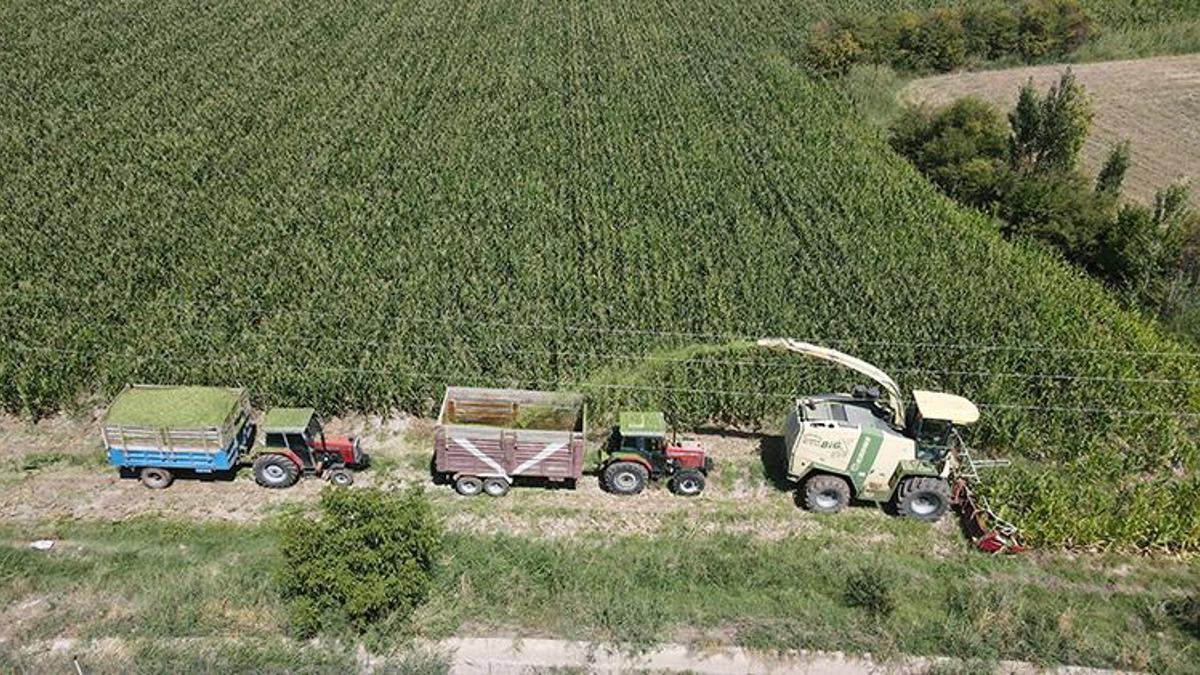 Doğu Anadolu'nun Çukurovası'nda hasat başladı! Son yıllarda çiftçilerin yeni gözdesi oldu