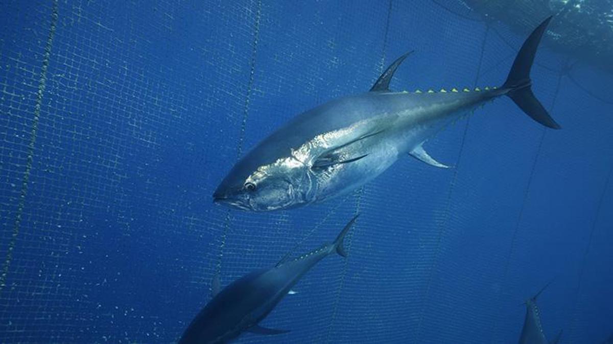 Türkiye yakalıyor, dünya bayılıyor: Japonya ve Güney Kore ilk sırada! Yüzde 245 artışla 130 milyon dolara çıktı