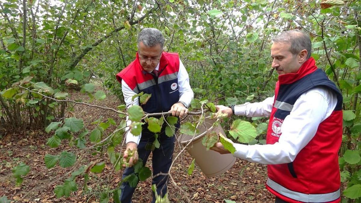 Samsun'da zirai don, fındık rekoltesini düşürdü