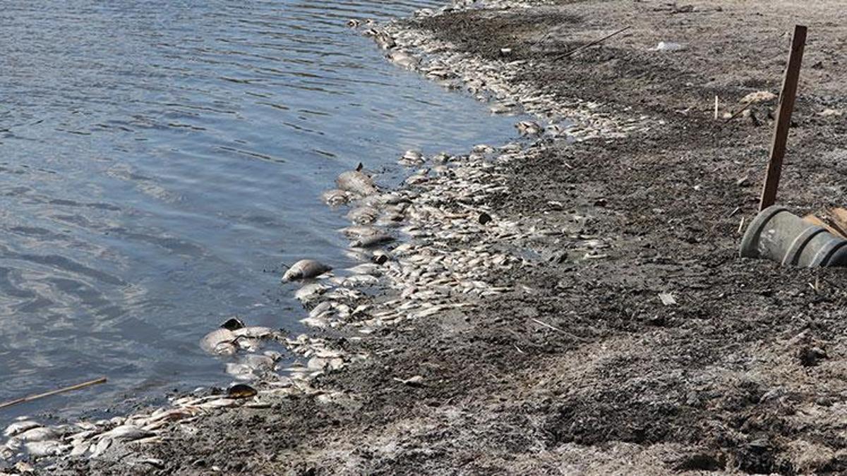 Tekirdağ'da şoke eden görüntü! Oksijen azaldı, hepsi kıyıya vurdu