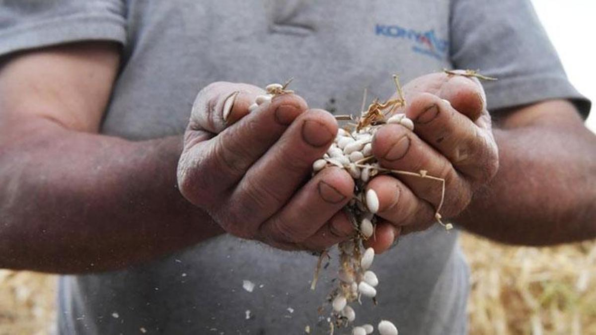 Antalya piyazının olmazsa olmazı! Çandır fasulyesi için coğrafi işaret başvurusu
