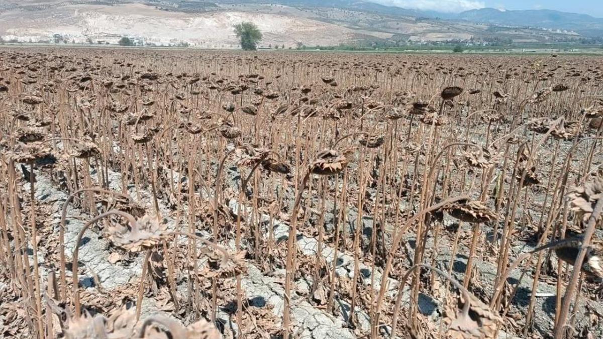Hatay'da hasat başladı: Ayçiçeği için kontroller devam ediyor