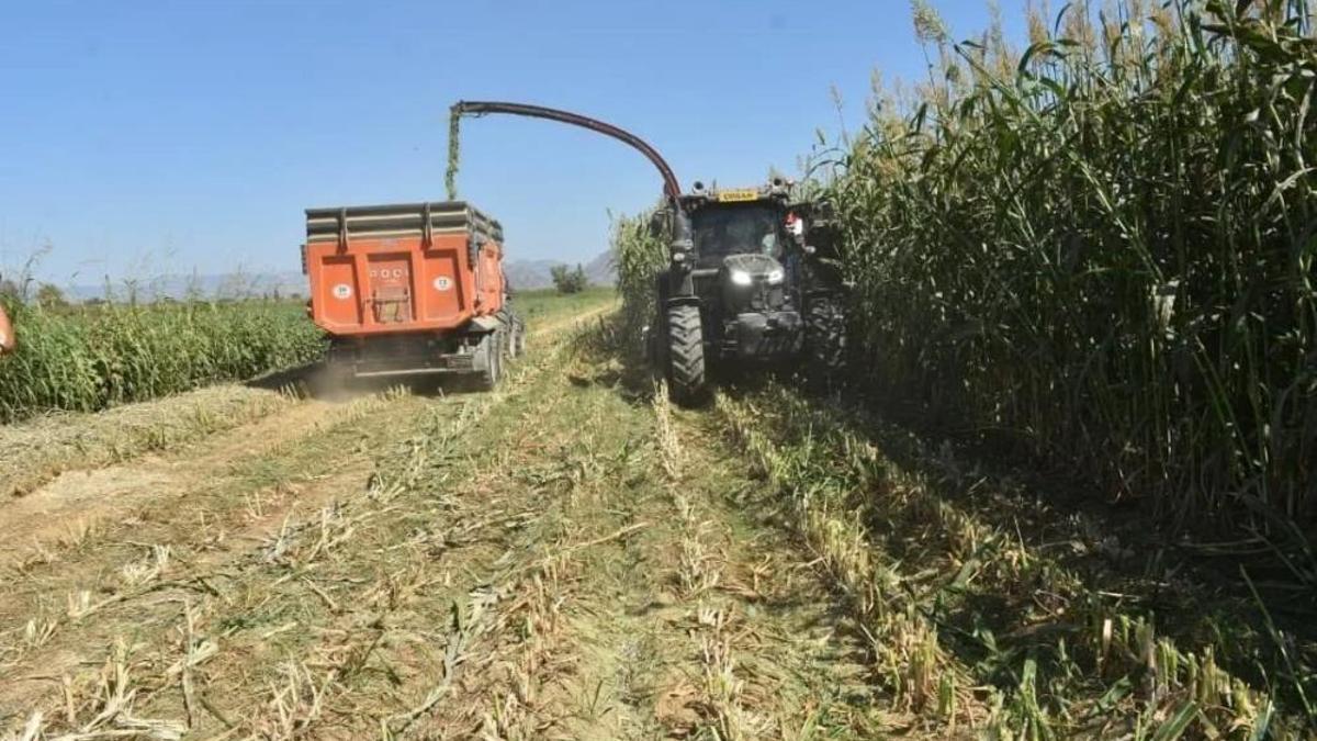 Aydın'da ilk hasat mahallede başladı! Proje meyvelerini verdi