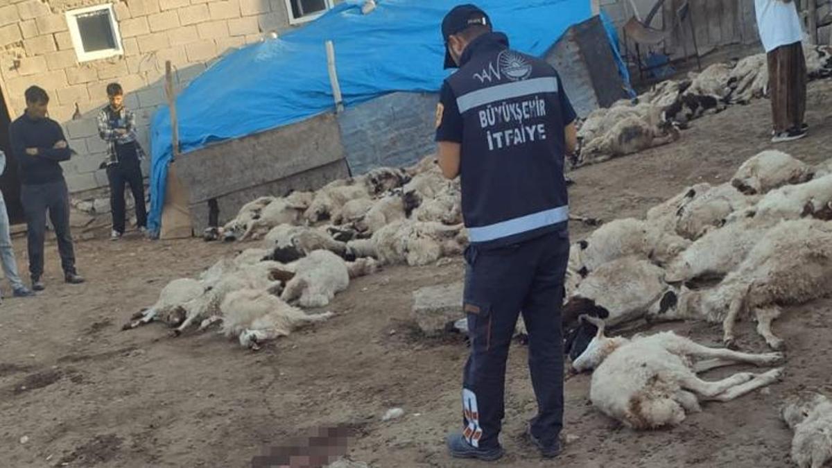 Van’da köylüler sabah görür görmez dehşete düştü: 111 tanesi ölü bulundu