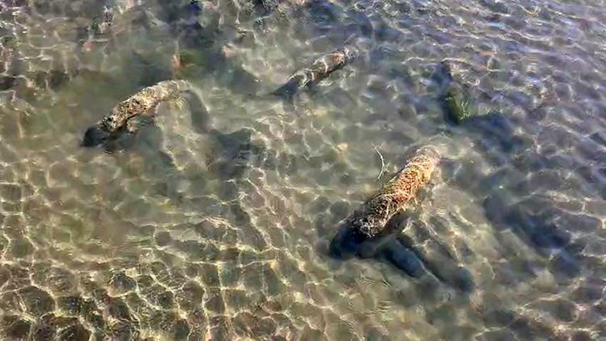 İznik'te şaşırtan keşif! Sular çekildi, bilinmeyen tarih ortaya çıktı