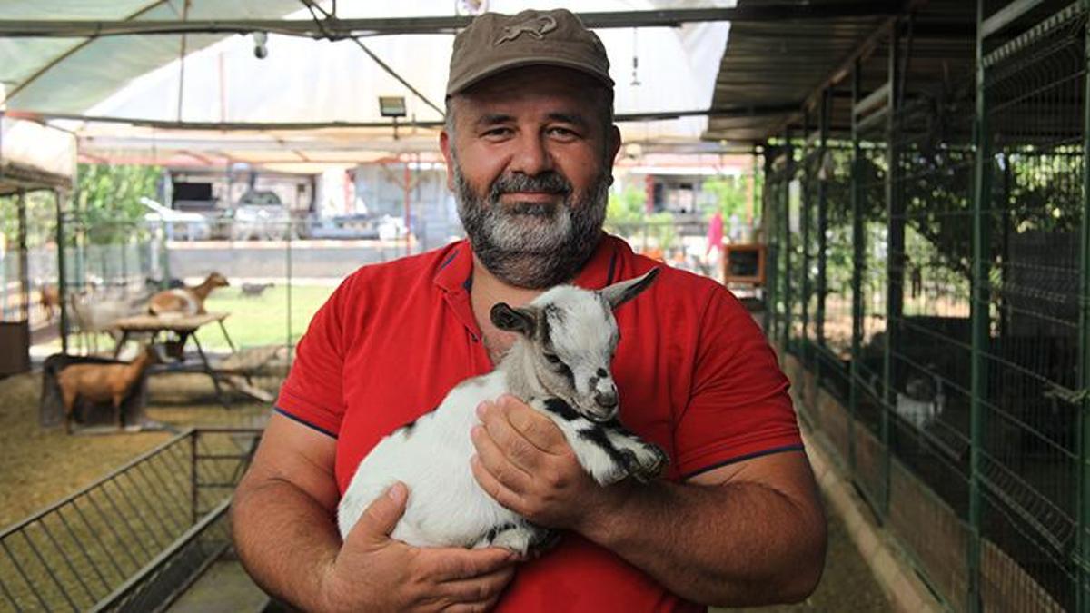 Poşeti başına geçirdi, diğer keçilere dünyayı dar etti! Cüce keçinin ilginç oyunu gülümsetti