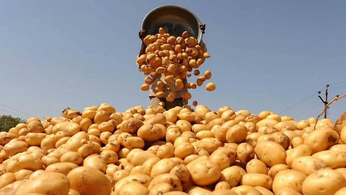 Konya’da ücretsiz patates dağıtılacak! Yer ve tarih belirlendi
