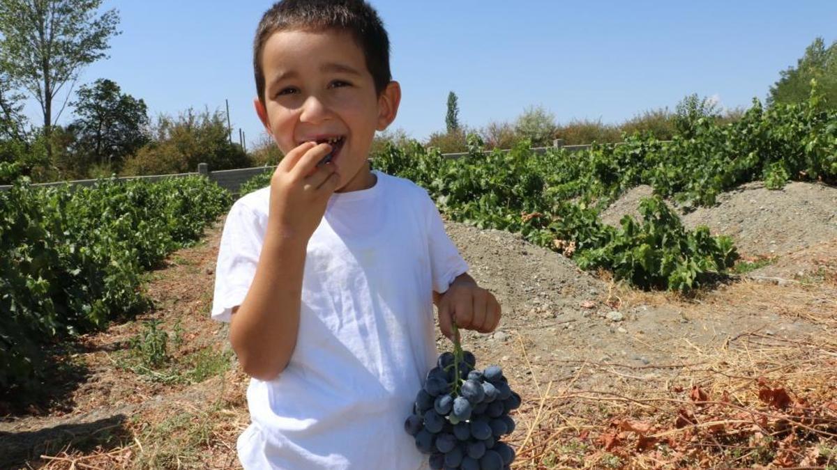 Erzincan'ın Cimin üzümü hastalıklara şifa! Faydaları saymakla bitmiyor.