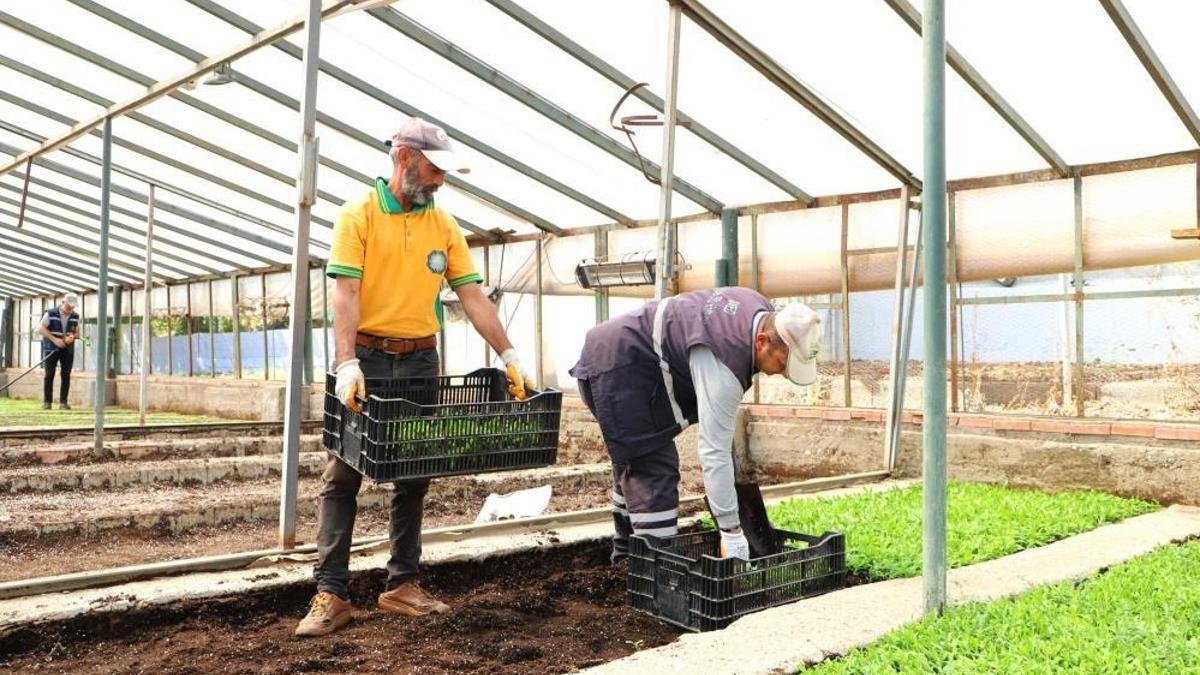 Diyarbakır'da ilk kez üretildi: 4 çeşidi var, 250 bin tane dikildi
