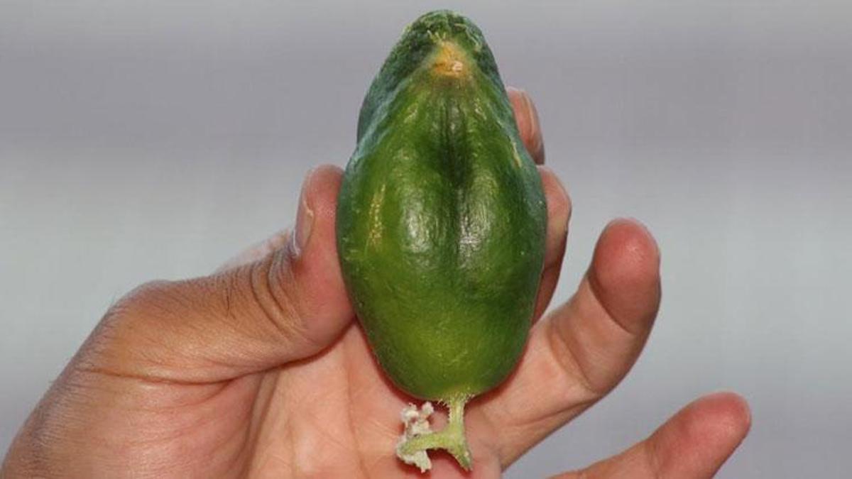 Diyarbakır'da binlerce kuşa yuva olan bölgede yetişen salatalık da kuşa benzetildi!