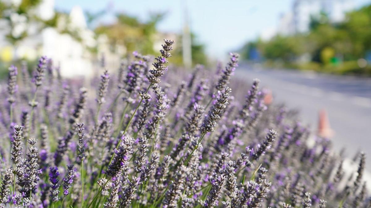 Lavanta hasadı başladı! Bilecik'ten Türkiye'nin dört bir yanına dağıtılacak