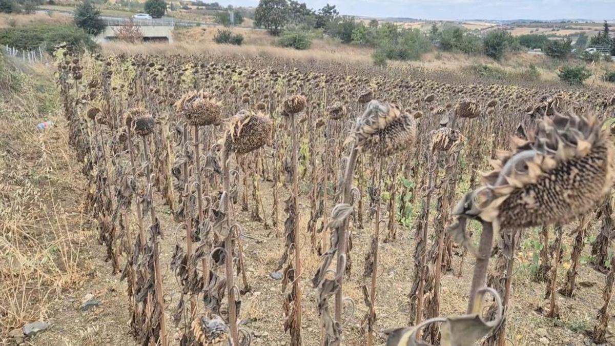 Tekirdağlı çiftçiler yeni yollara başvurdu! Maliyet yükselince ürün değiştirdiler