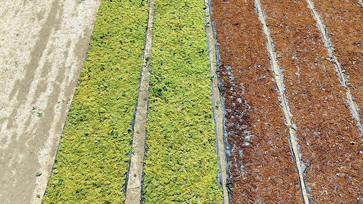 Dünyaca ünlü Sultaniye üzümünde hasat sezonu beklentiyi karşılamadı! Rekolte yüzde 50 düştü