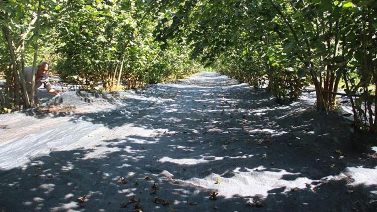 Samsun'da fındık hasadında file sistemi! Metrekare fiyatları 7-8 lira arasında değişiyor!