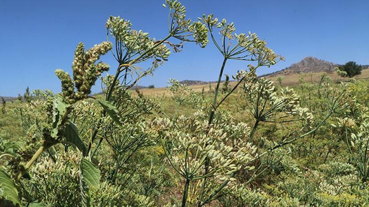 Türkiye'nin ihtiyacının yüzde 80'i buradan karşıla…