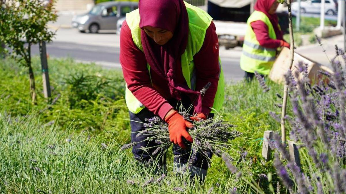 Yol kenarlarına ekilmişti! Şimdi hasat zamanı