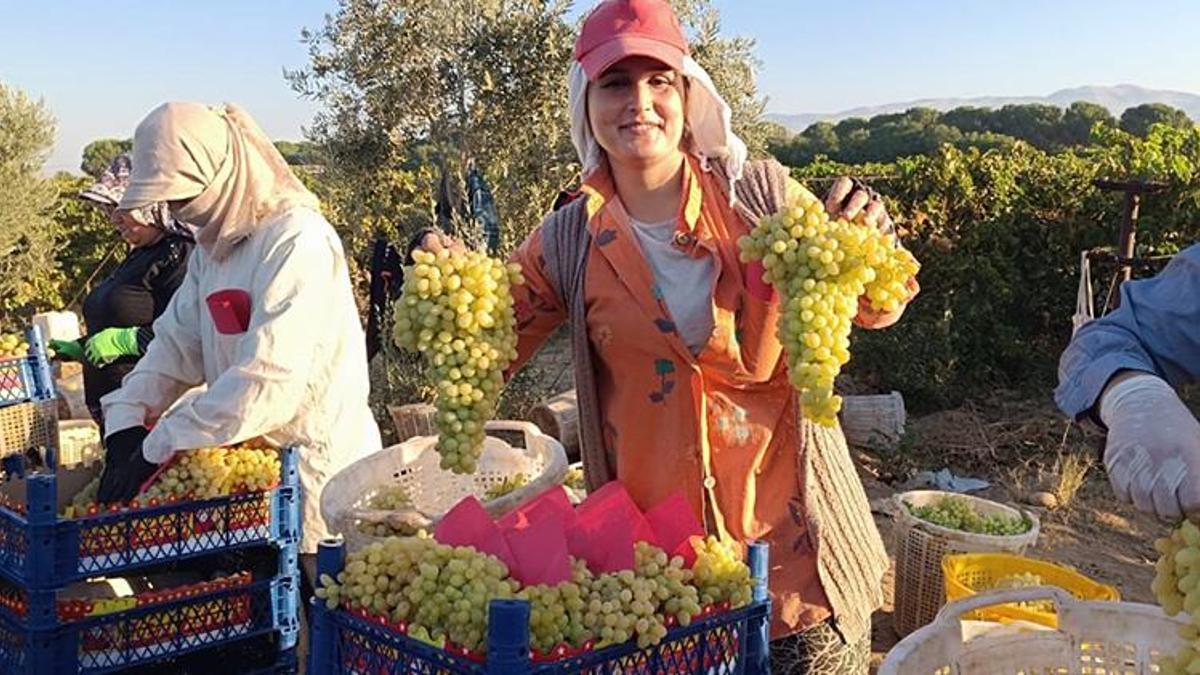 Hasat başladı! Sarıgöl’de üzüm için nefes bile almadan çalışıyorlar