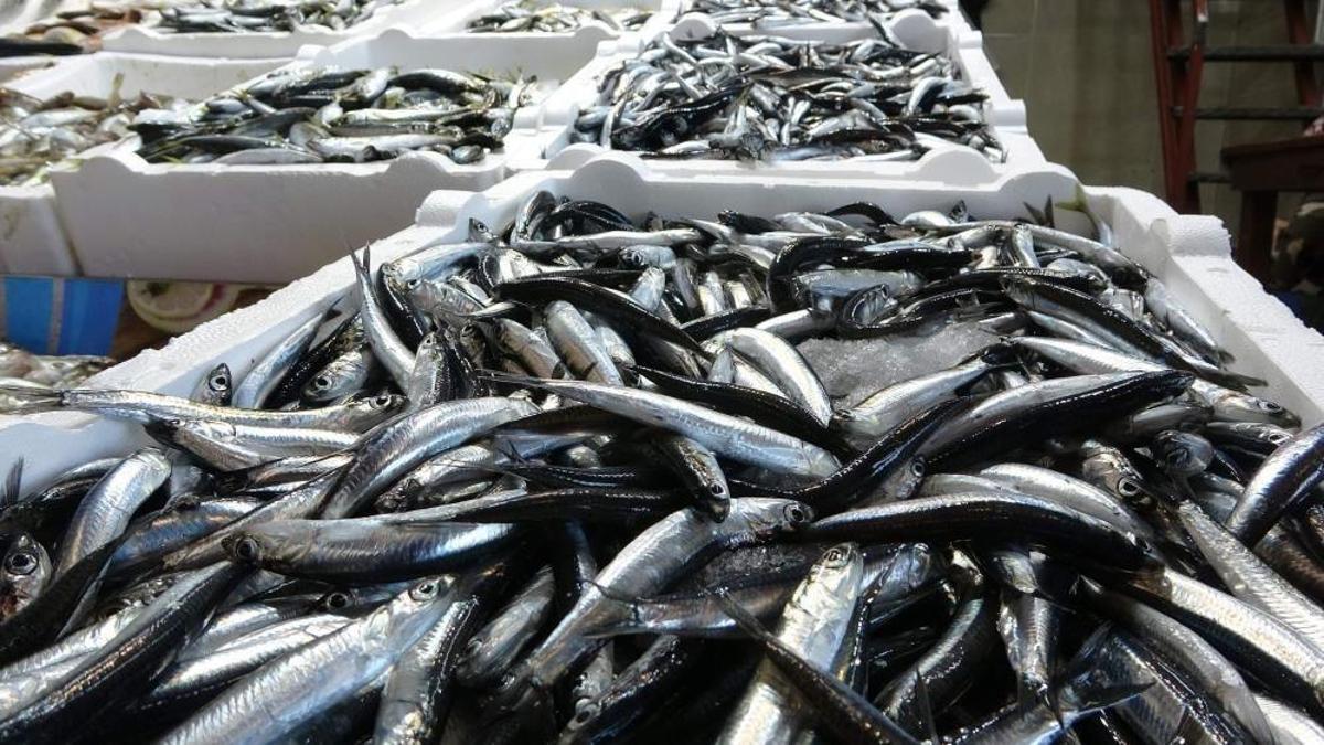 Hamside kota belirlendi! Bakanlık izin verdi