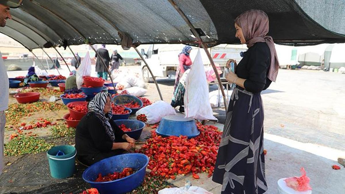 Şanlıurfa'da mobil sağlık ekipleri işe koyuldu: Doktorlar ve hemşireler mevsimlik işçilere gitti!