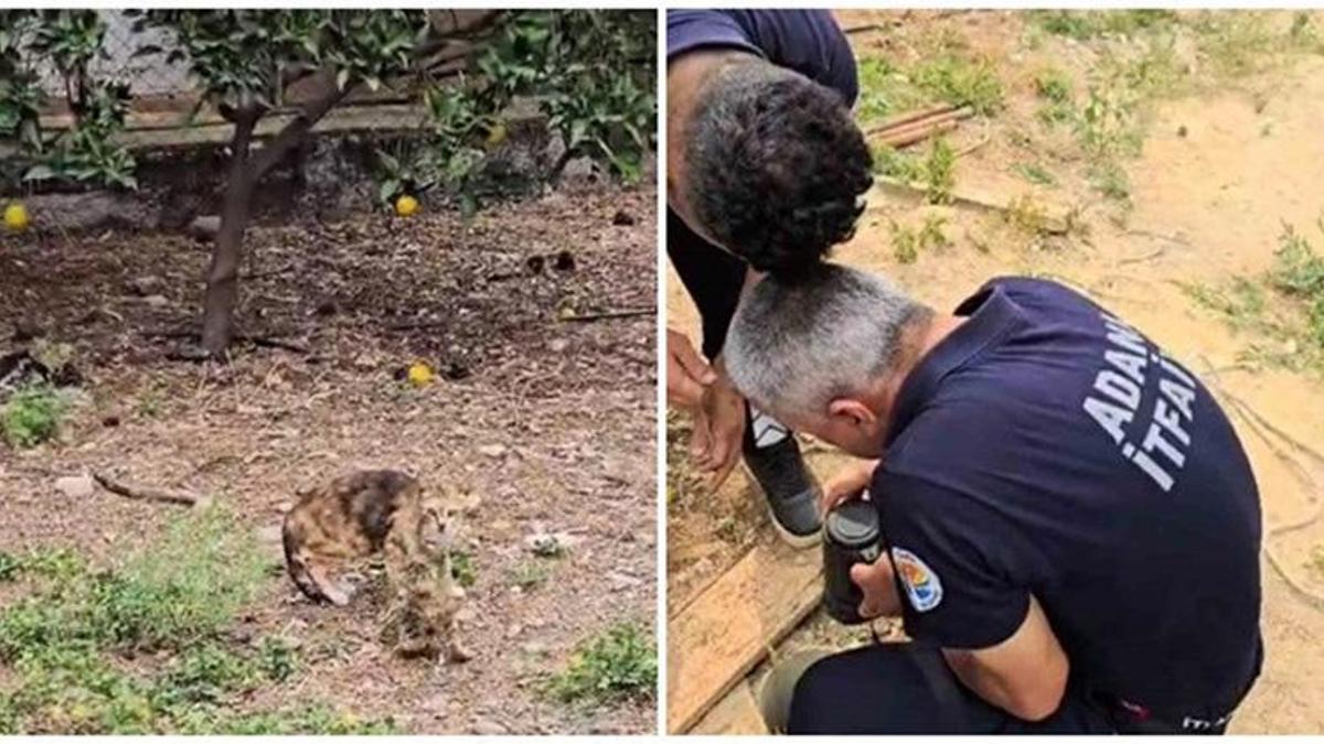 Adana'da su borusuna düşen kedi kurtarıldı