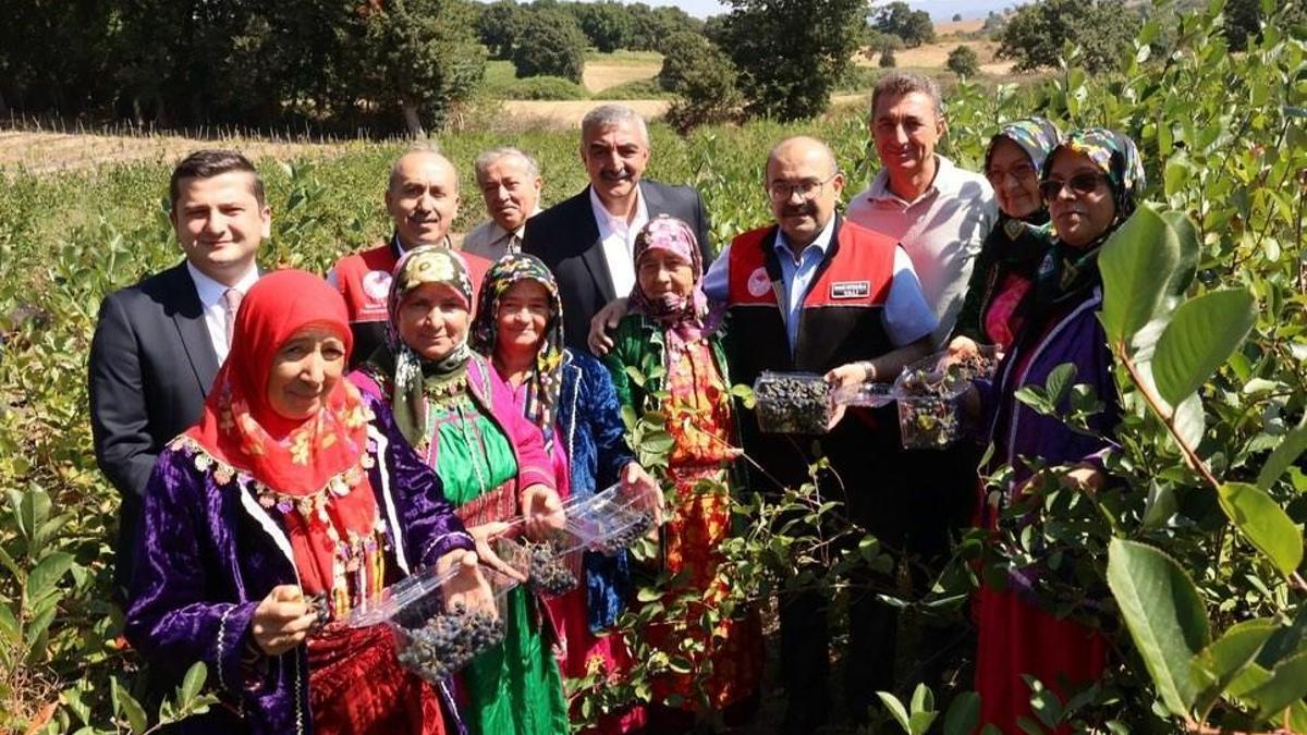 'Süper meyve'de ilk ürünler toplandı! Hem çok kazandırıyor hem de sağlık deposu