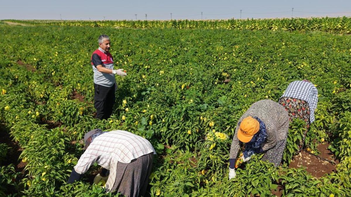 Adıyaman'da hasat başladı! Fiyatları kasım ayına kadar düşürecek