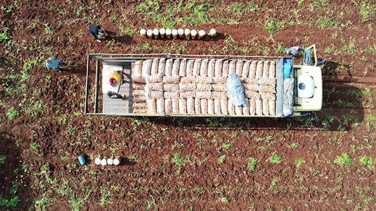 Tarlaya bereket yağdı! Ağustosta fiyatı en çok düşen ürün belli oldu