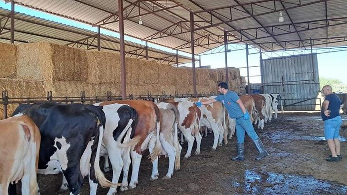 Aydın'da kırmızı alarm! 13 mahallede şap hastalığı uyarısı: Mahalleye giriş çıkışlar yasaklandı!