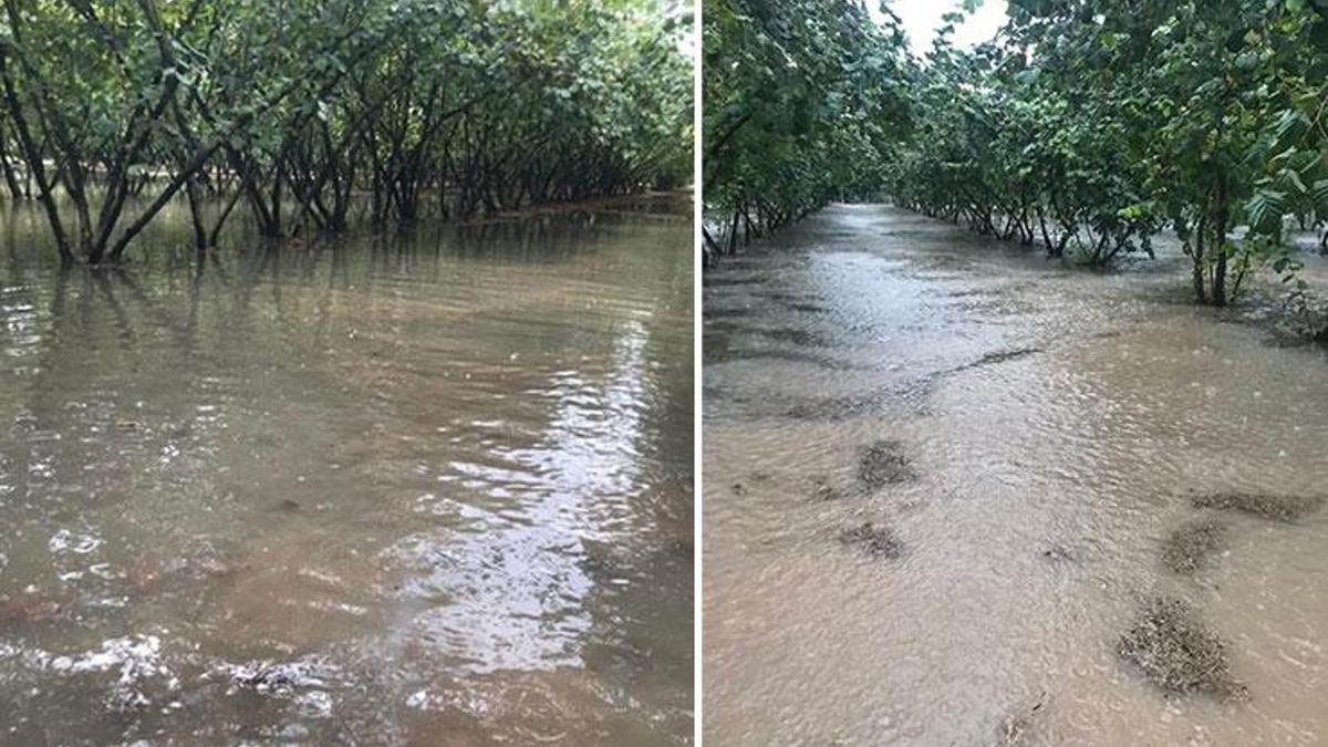 Samsun'da sağanak bastırdı! Fındık bahçeleri göle döndü