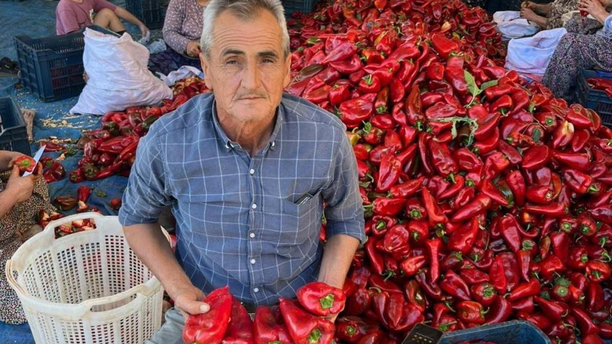 Kapya biberde hasat zamanı! Kullanım amacı saymakla bitmiyor