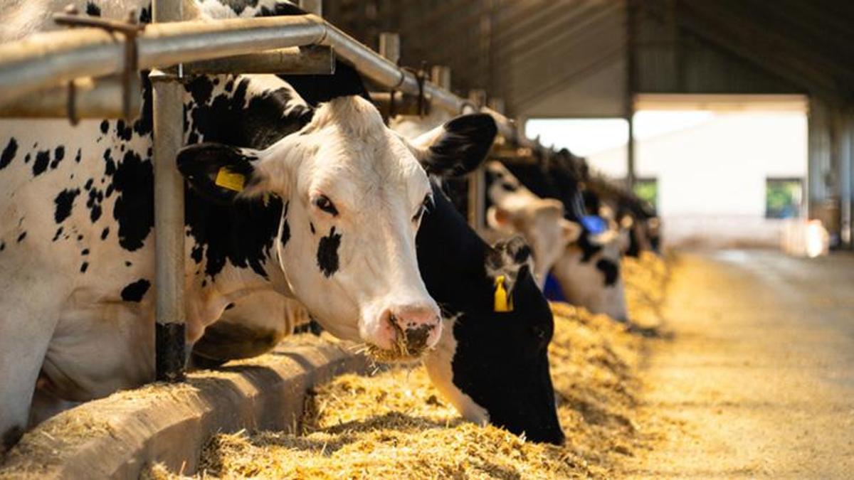 Türkiye'de şap hastalığı alarmı: Et verimliliğindeki kayıp yüzde 40'ı buldu