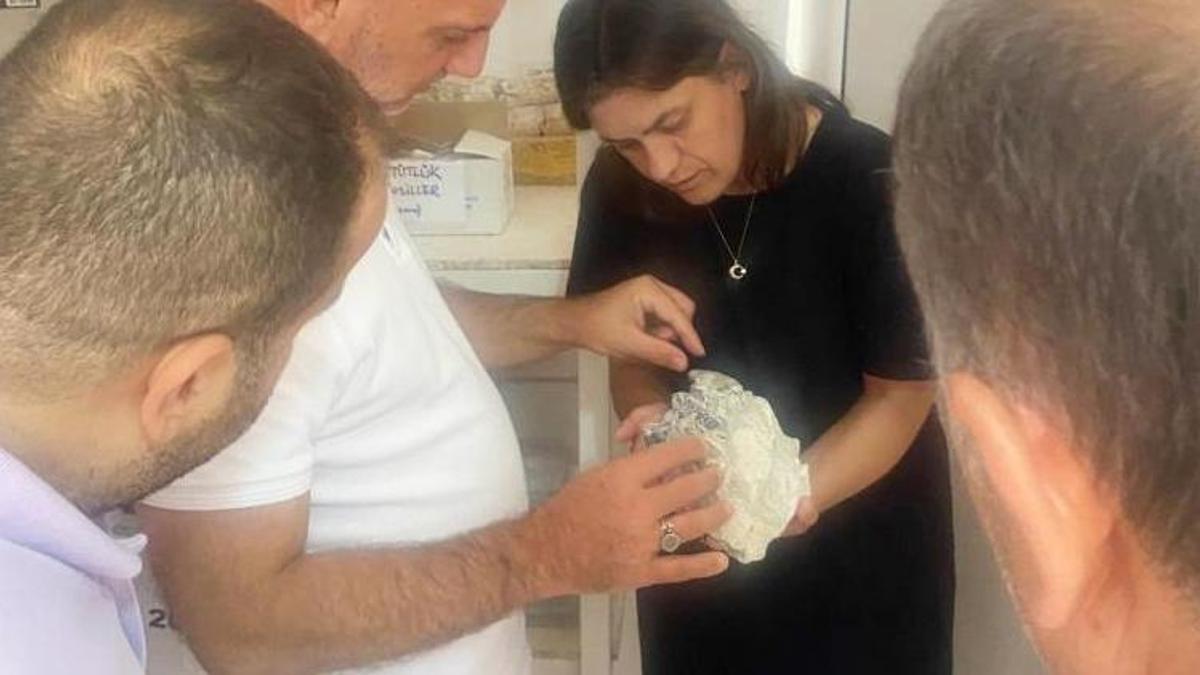 Bursa'da yol çalışmasında yeni tür keşfedildi! Dünyada böylesi yok, 63 tane birden çıktı