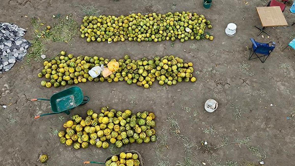 Ağrı'da hasat başladı! 20 gün sürecek! Verim düştü, sıcaklık rekor kırdı