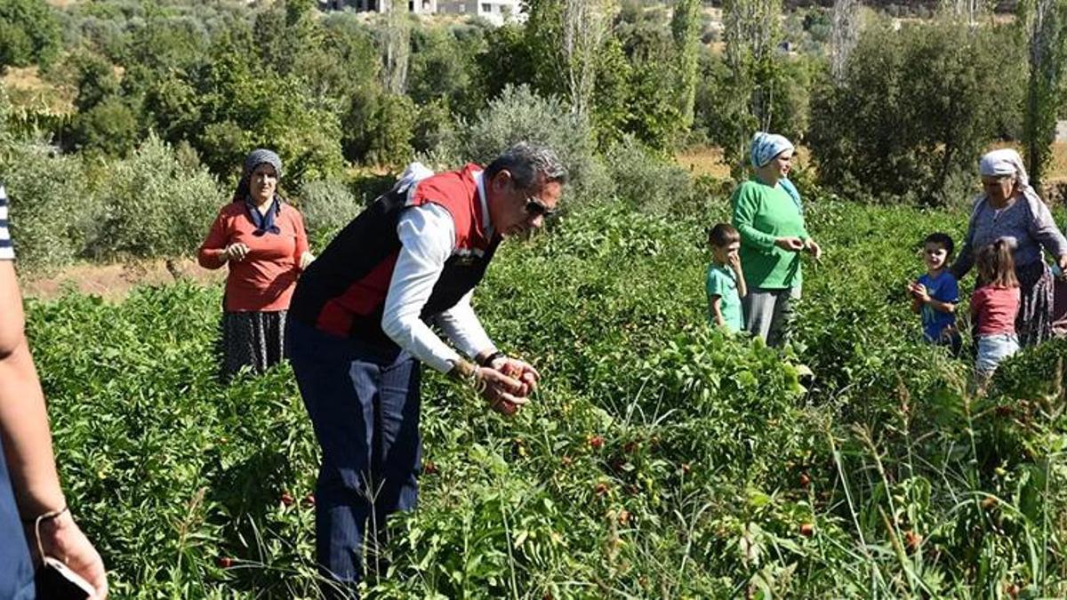 Aydın'da TAKE Projesi üreticiyi sevindirdi! 60 bin turşuluk biber fidesi hasat edildi!