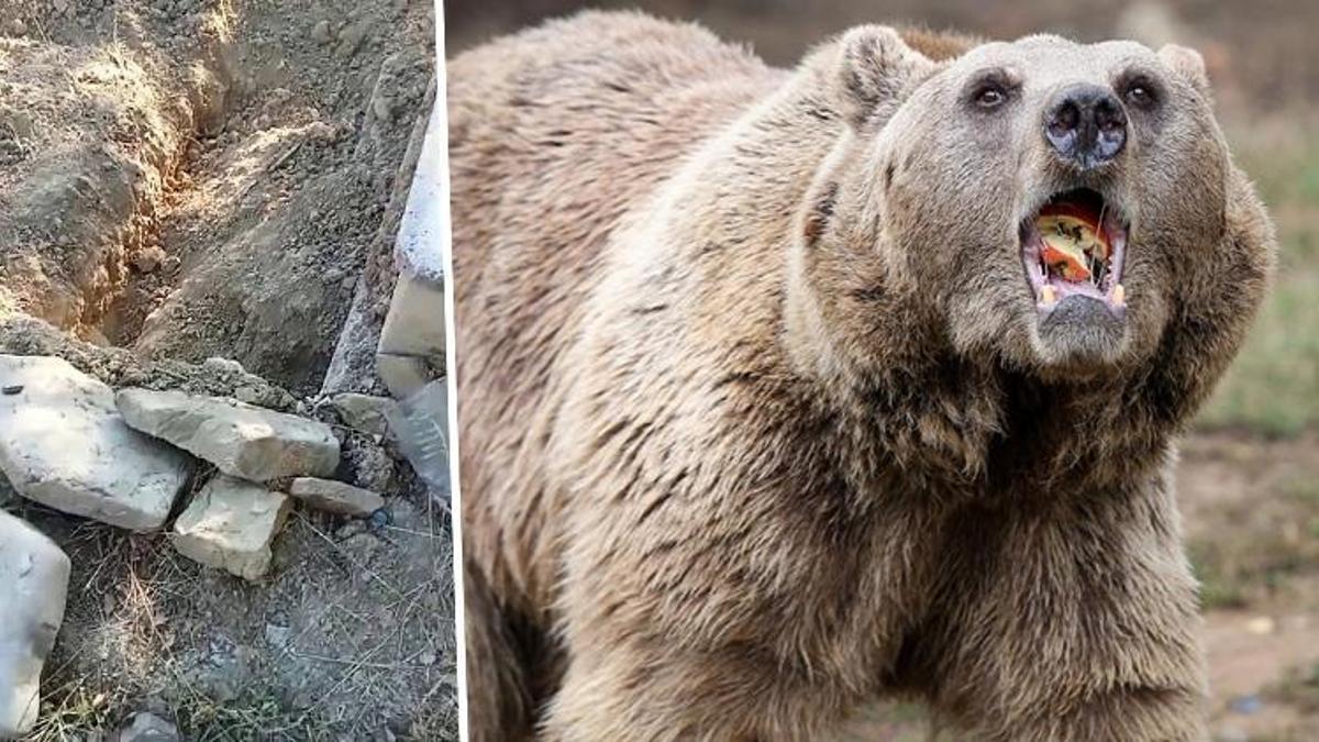 Karabük'te ayı mezarlığa dadandı! Bir yıl önce hay…
