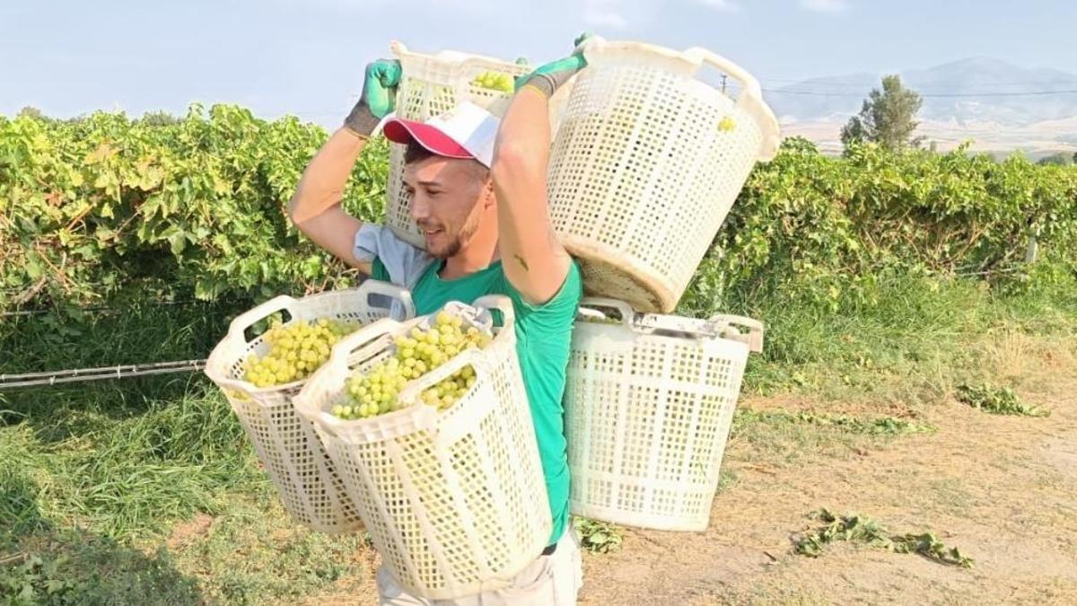 Üzüm hasadı devam ediyor! Bağların Herkül'ü tarlad…