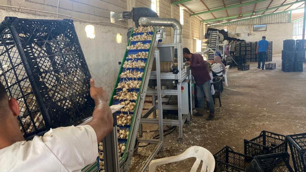 Ata tohumu tesisi kurdu! Araban'ın sarımsağına büyük katkı