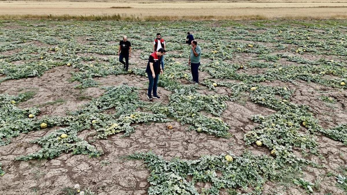 Verimli tarlalarda geç hasat yapılıyor! Tezgâhlar dolacak, fiyatlar düşecek