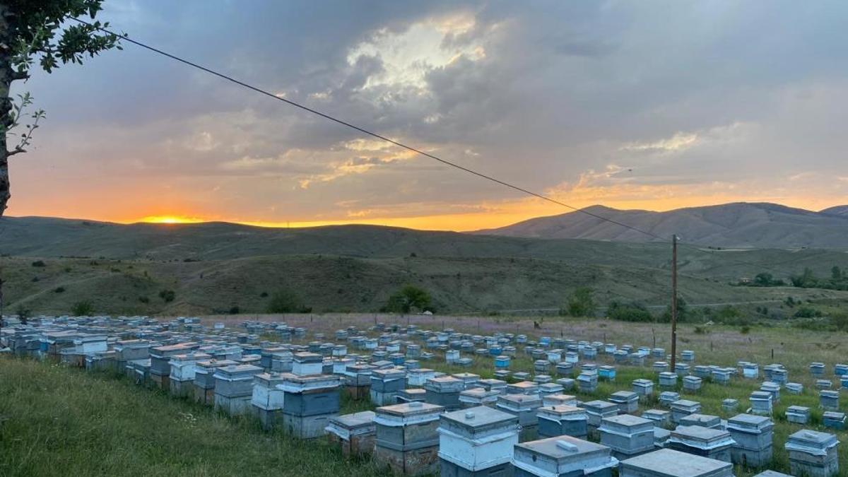Arıcılık her geçen gün kan kaybediyor! Tehlike sürüyor, fiyatlar artabilir