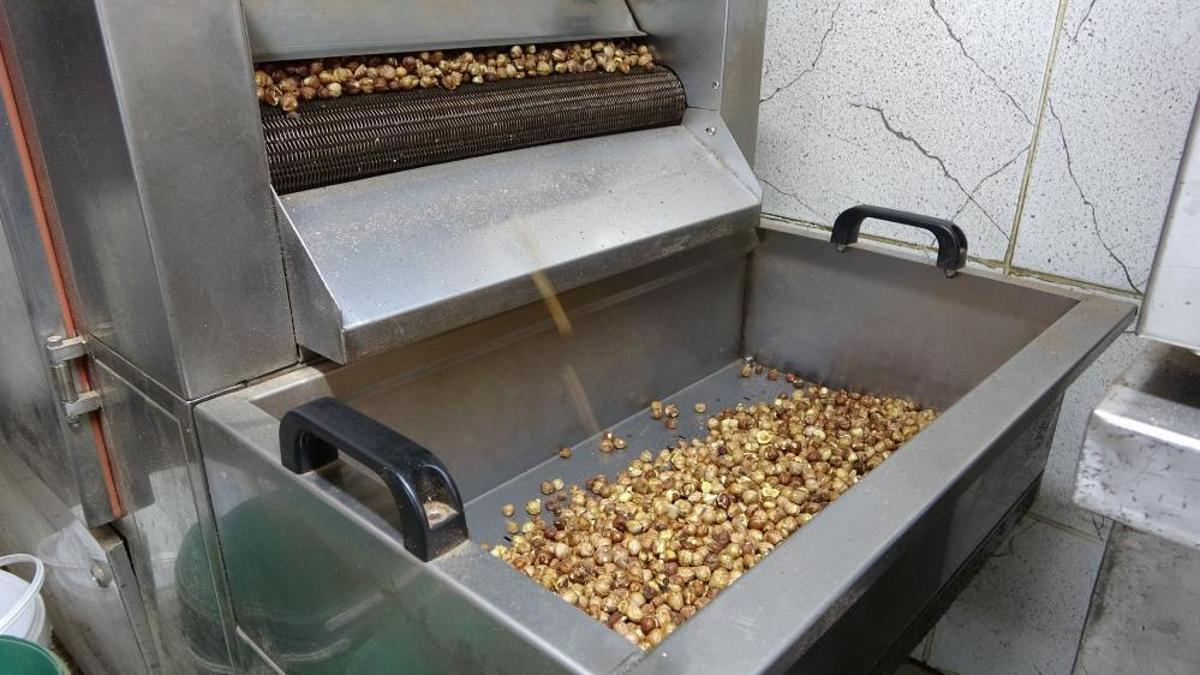 Karadeniz'de fındık hasadı tamamlandı! Üretici kırma ve kavurma işini artık işletmelere bırakıyor