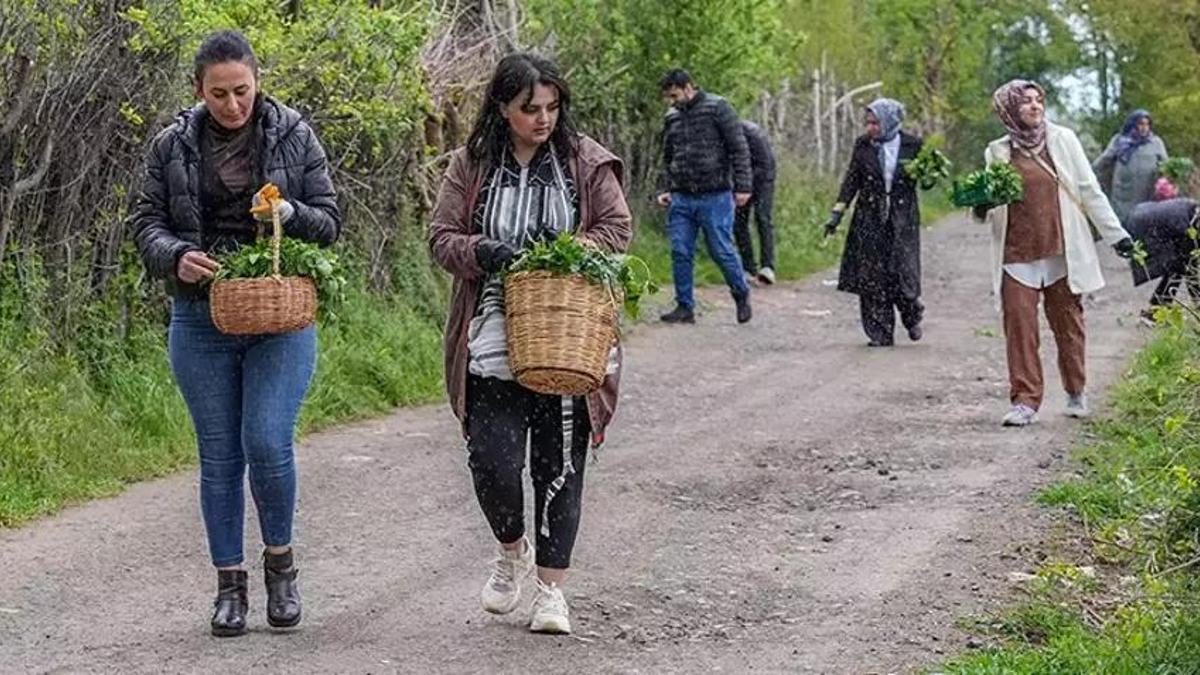 Diyarbakır'da herkes oraya koştu! Şifalı deyince sepet sepet topladılar!