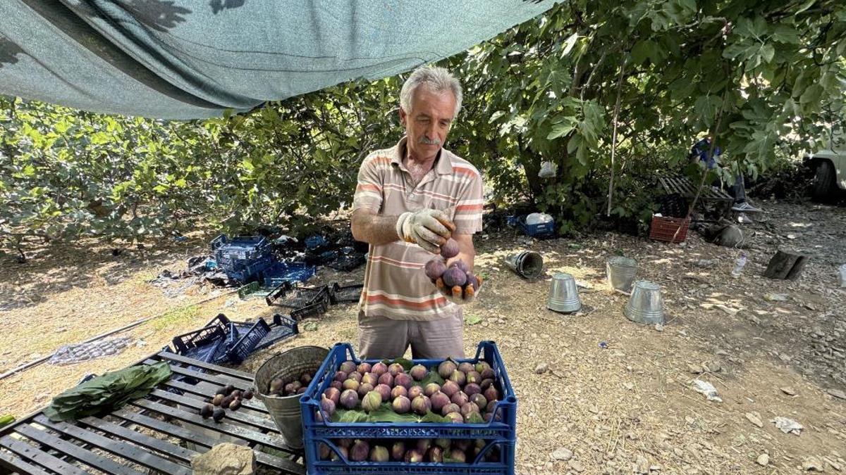 Hasat gecikti verim azaldı: Antalya'da 800 rakımda 4 ton ancak yetişti