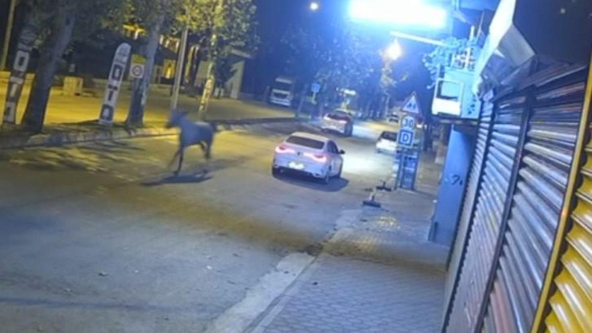 Adana'da caddede koşan başıboş at, otomobille çarptı