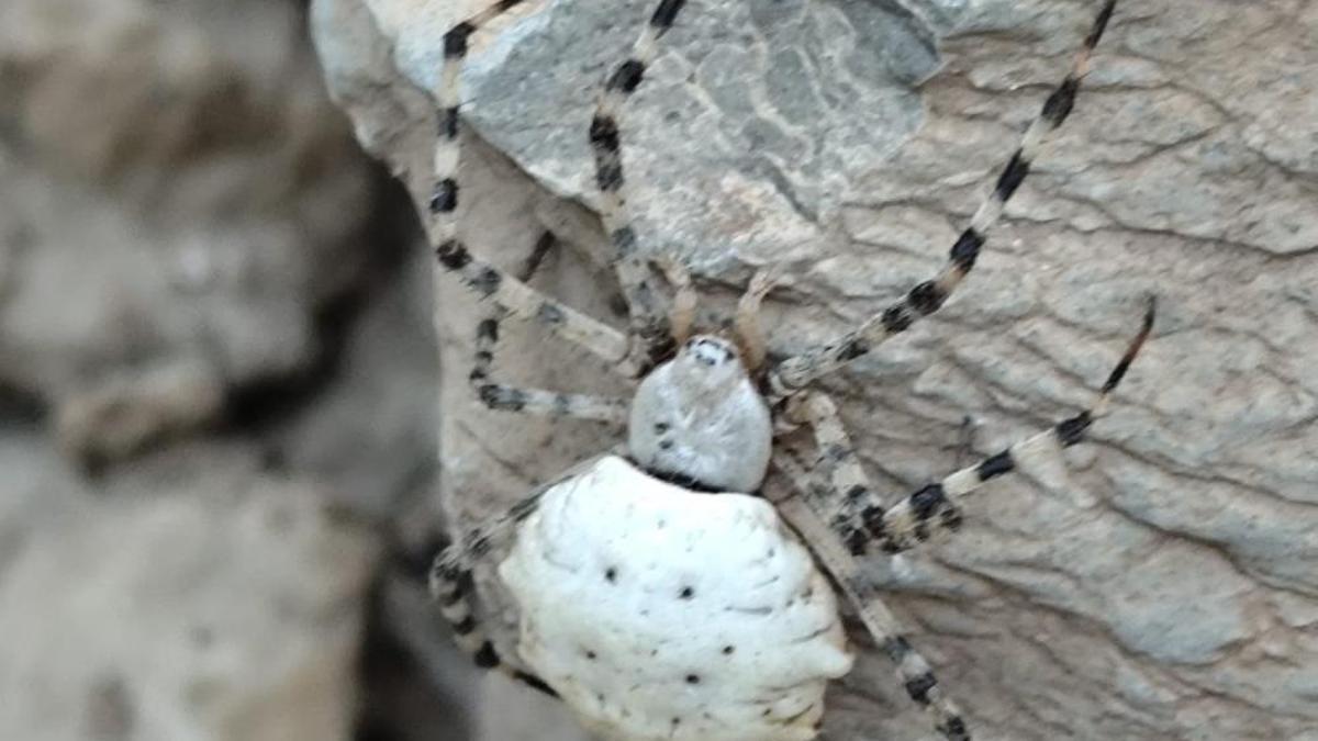 Dünyanın en zehirlisi Hakkari'de görüldü! Mahalle paniğe kapıldı