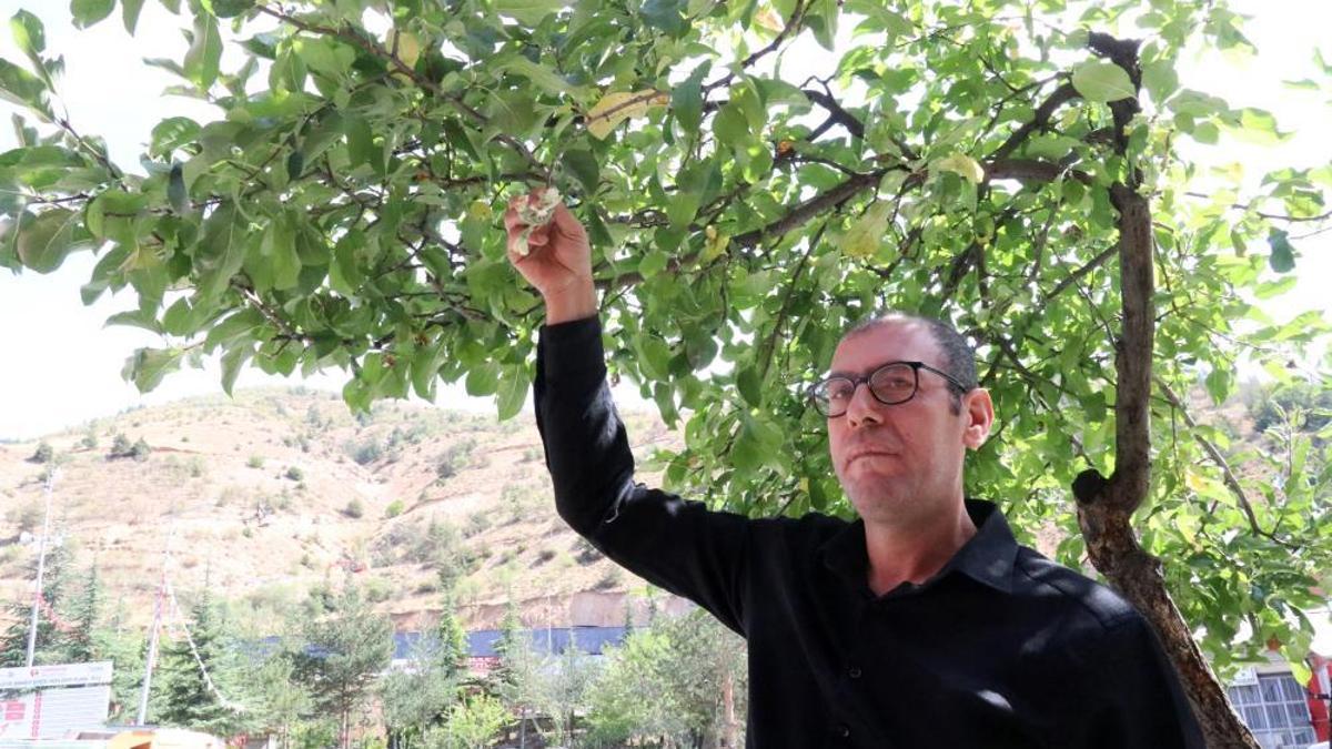 Gümüşhane'de mevsimi şaşıran elma ağacı çiçek açtı