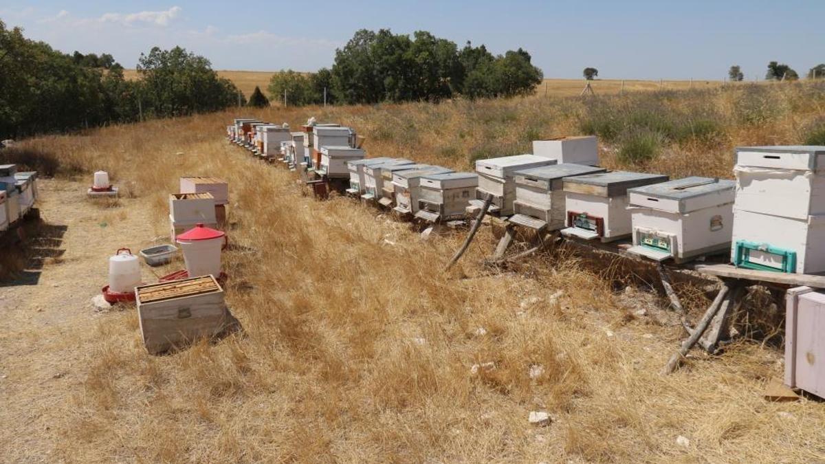 Hobi diye başladı, nadir bulunan ürünü üretmeye başladı! Hem göze hem damağa hitap ediyor